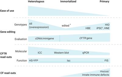 Frontiers | On The Corner Of Models And Cure: Gene Editing In Cystic ...